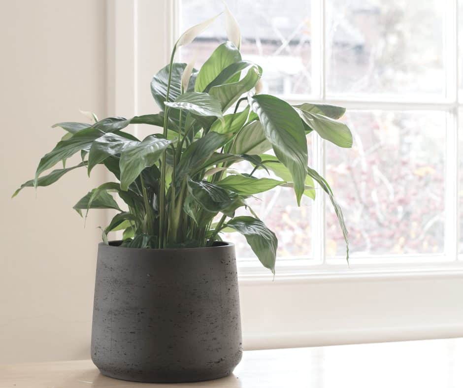 Feuilles de lis de la paix montrant des signes de stress