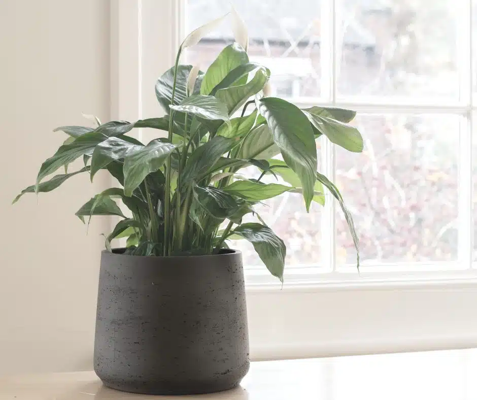 Feuilles de lis de la paix montrant des signes de stress