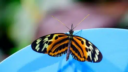 Papillon multicolore volant dans un jardin ensoleillé