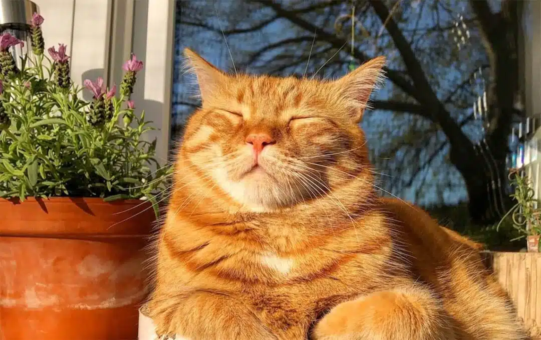 Chat roux aux yeux verts