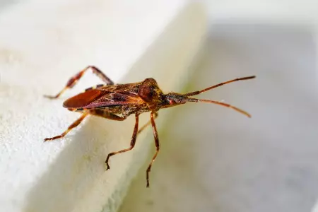 Punaise piqueuse grossie au microscope