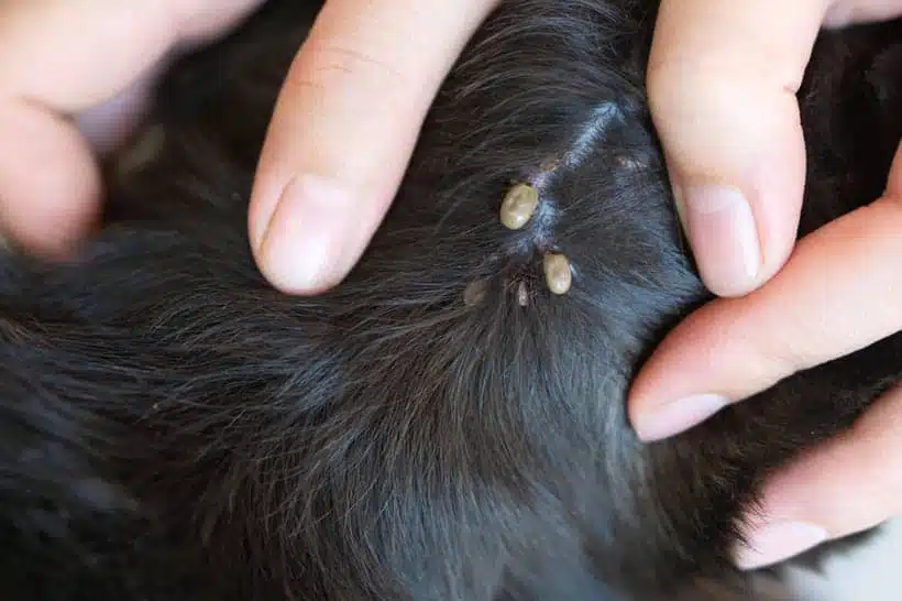 Chien heureux après application d'huile de coco