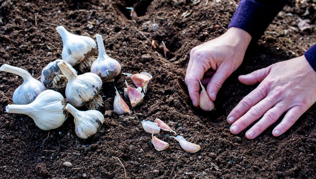 Plantation d'ail dans un pot