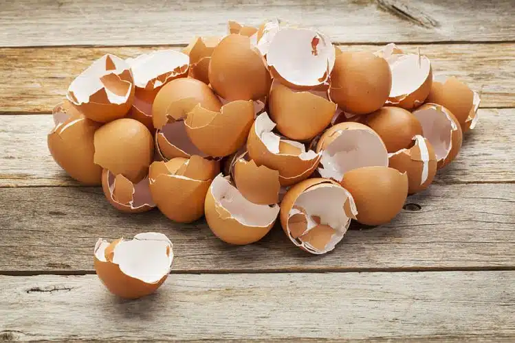Coquilles d’œufs réduites en poudre