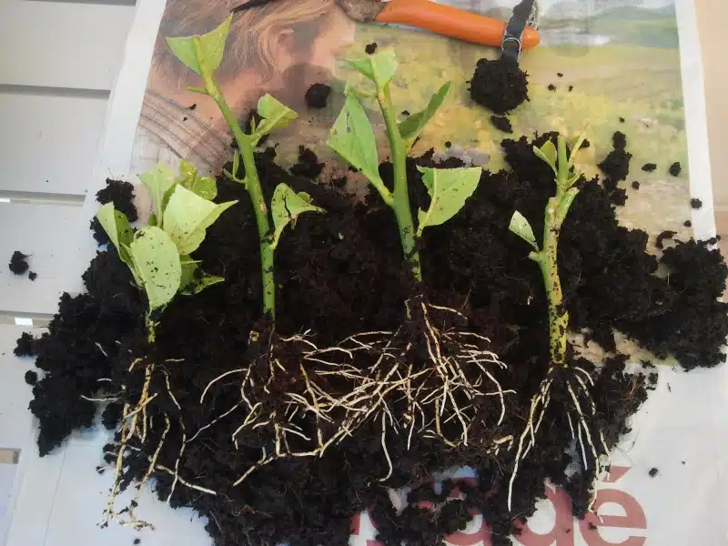 Jeune plant de citronnier repiqué dans un pot individuel