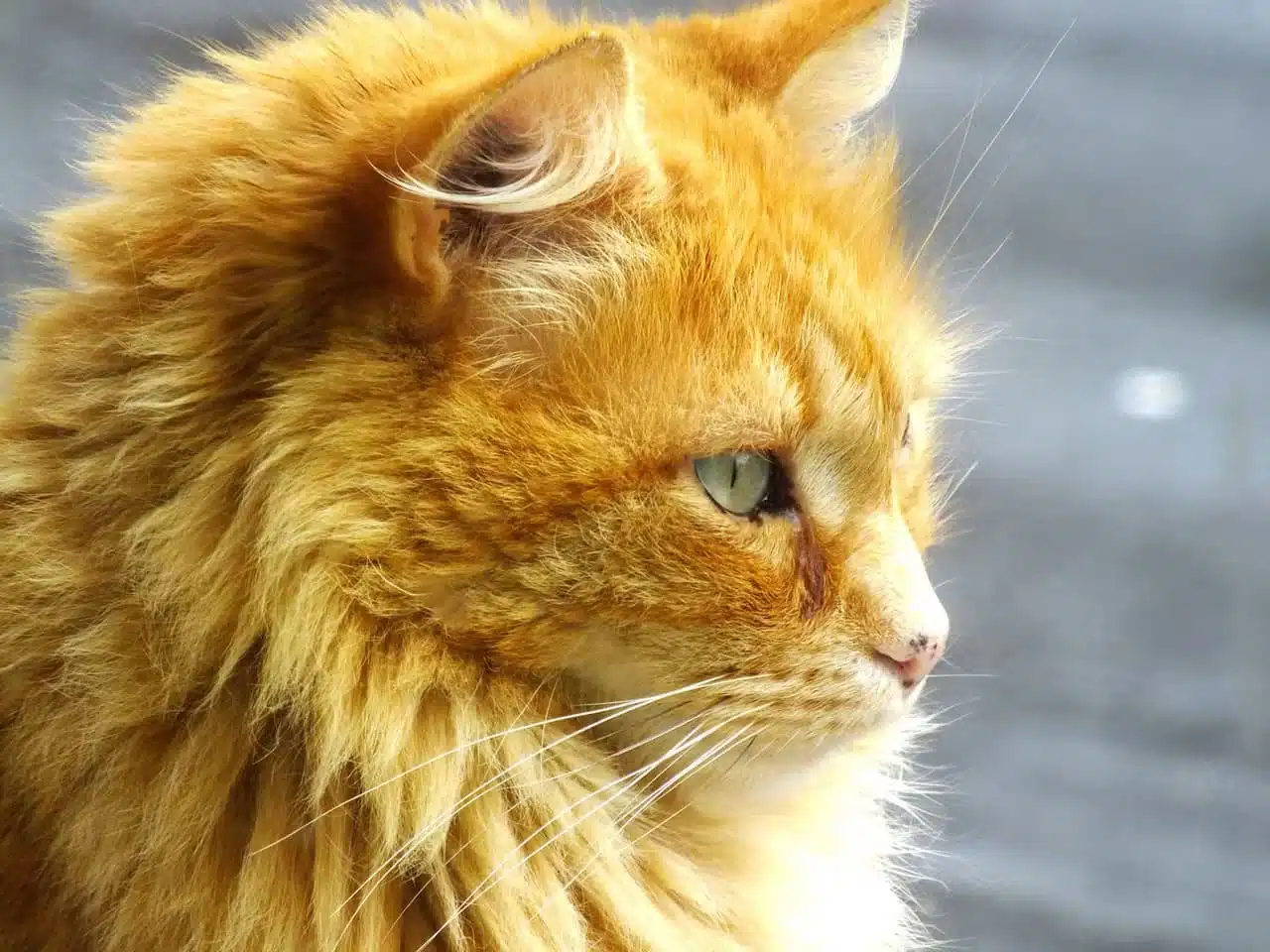 Chat roux dormant paisiblement