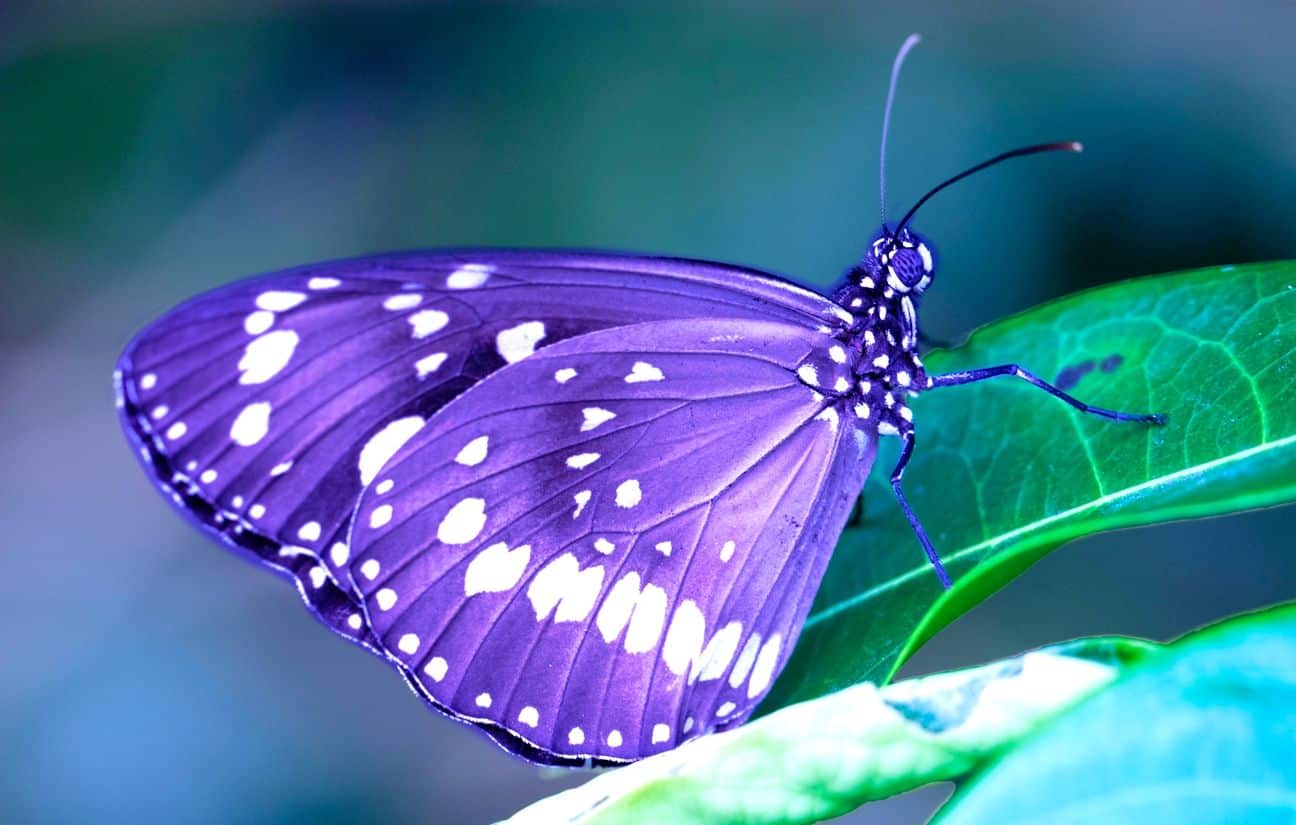 Papillons colorés en vol