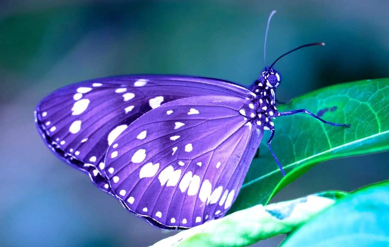 Papillons colorés en vol