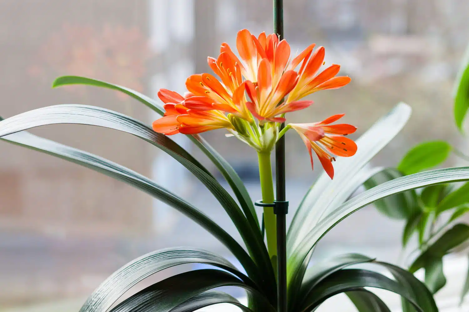 Gros plan sur les fleurs de clivia orange