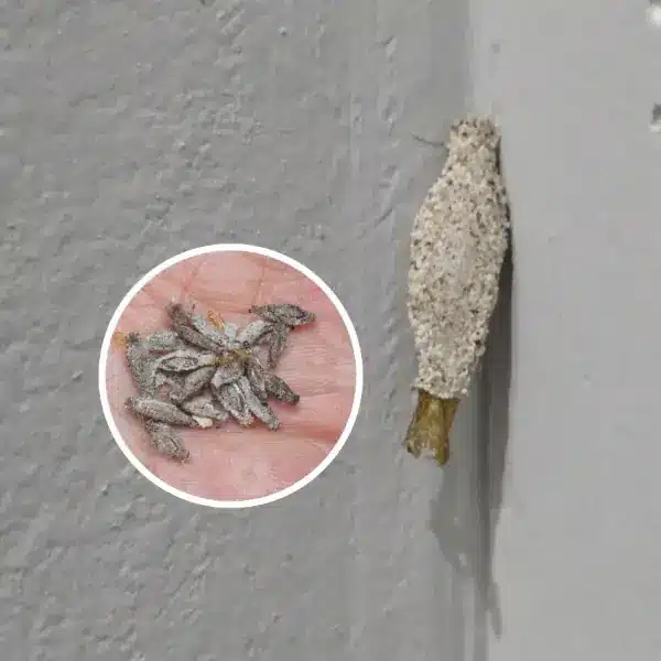 Chenille des sacs en gros plan sur un mur