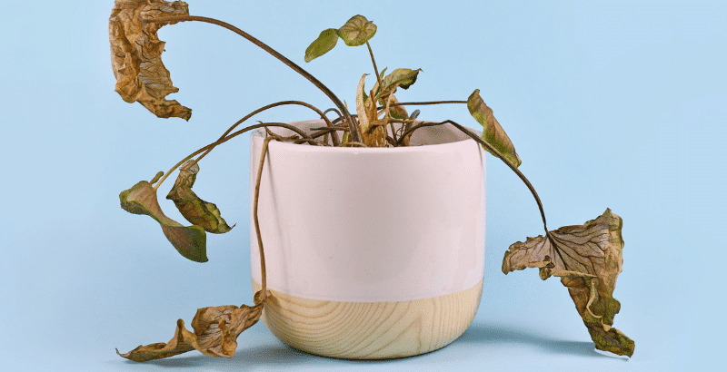 Symbolique des plantes