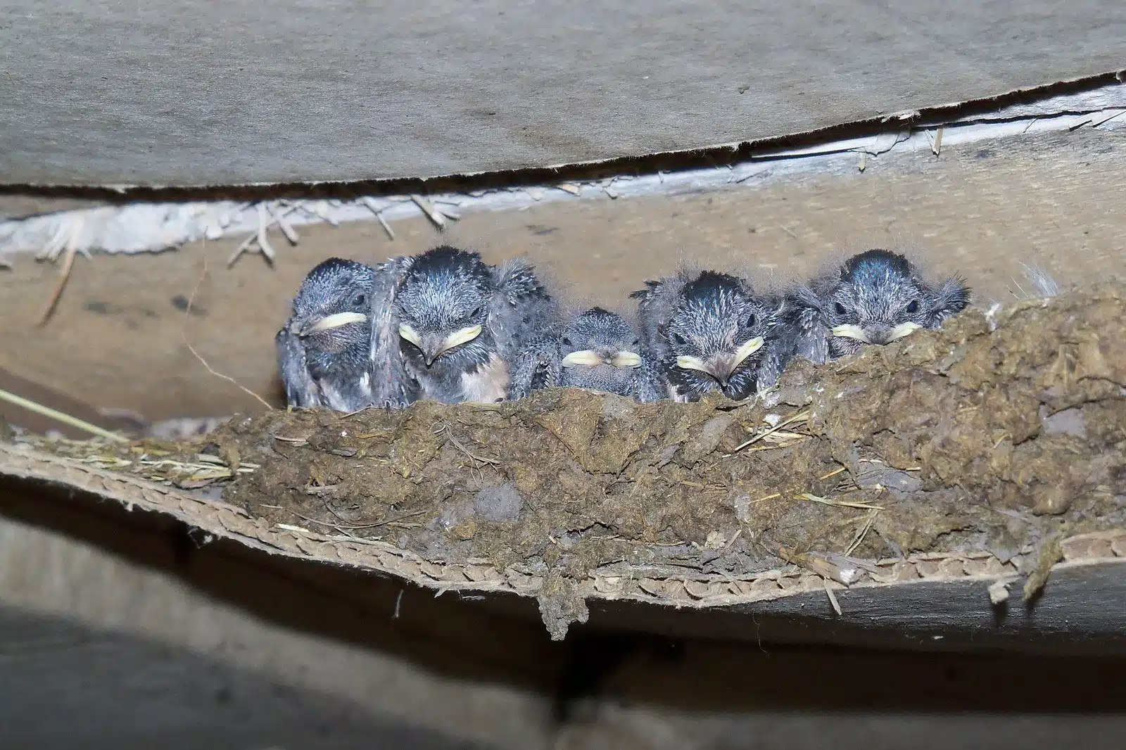 Hirondelle en vol près d'un nid sous un avant-toit