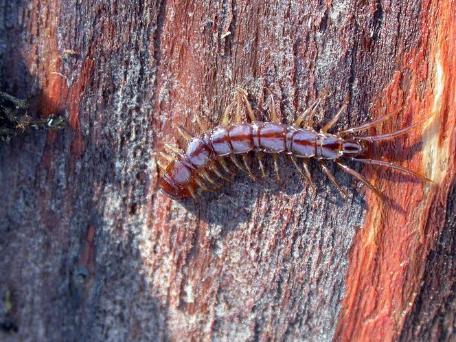 Gros plan sur un mille-pattes inoffensif