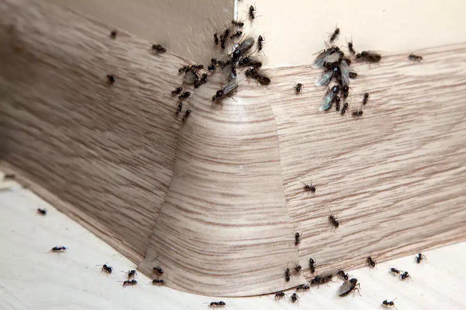 Fourmis cheminant le long d'un mur