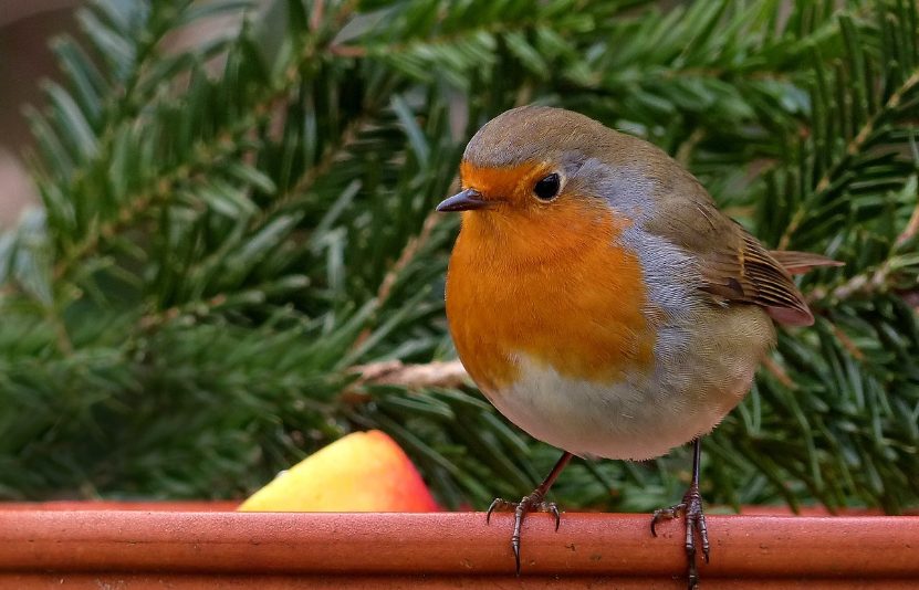 Coupelle d'eau dans un jardin gelé, avec des oiseaux à proximité