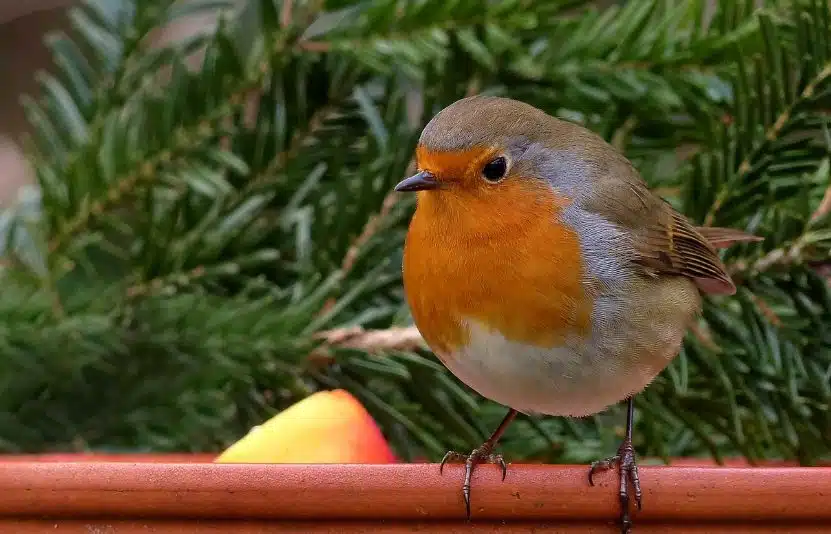 Coupelle d'eau dans un jardin gelé, avec des oiseaux à proximité