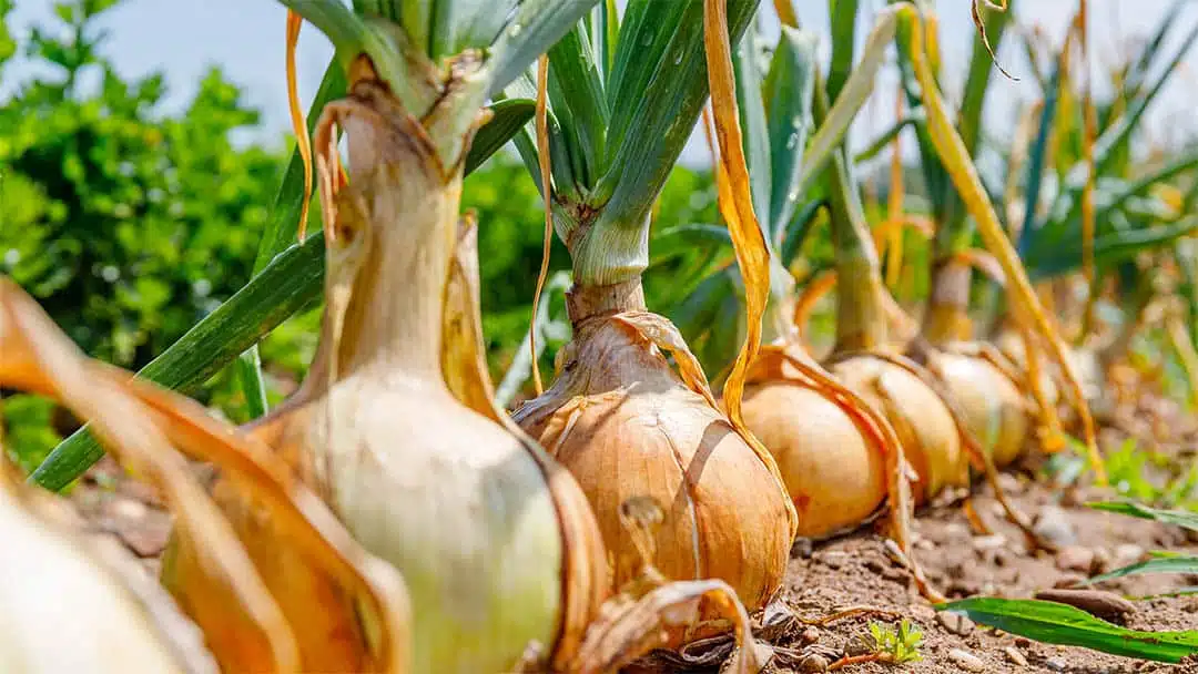 Oignon prêt à être planté