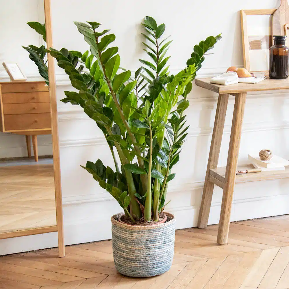 Zamioculcas zamiifolia, une plante verte aux feuilles brillantes et charnues, dans un pot moderne