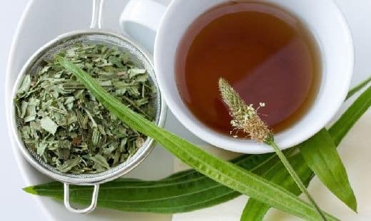 Infusion de plantain