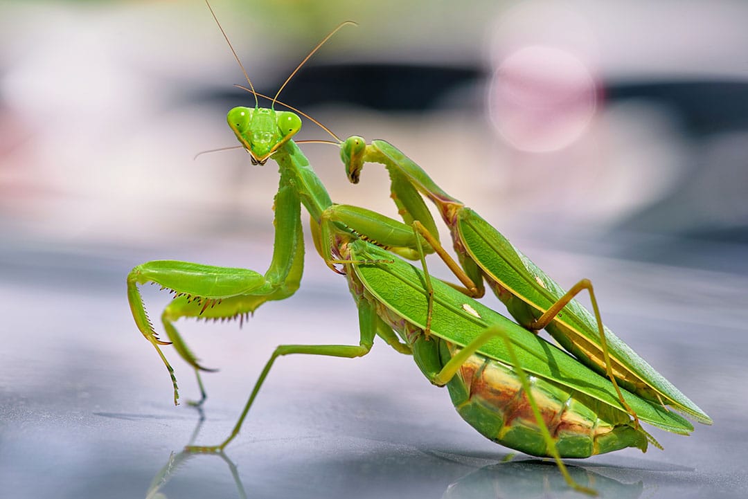 Mante religieuse sur une feuille verte