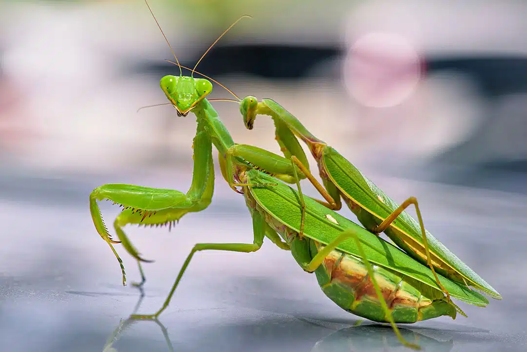 Mante religieuse sur une feuille verte