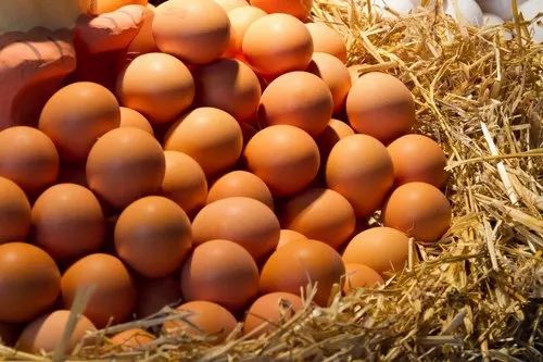 Comparaison de prix entre œufs bruns et blancs