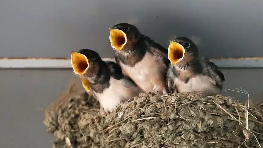 Hirondelle attrapant un insecte en vol