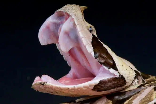 Identification d'un serpent