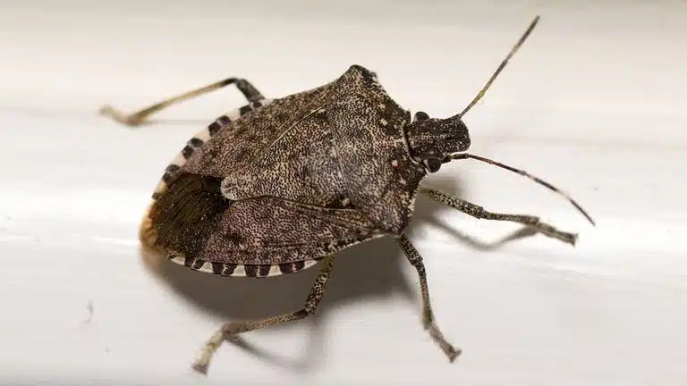 Méthode de capture de la punaise marbrée