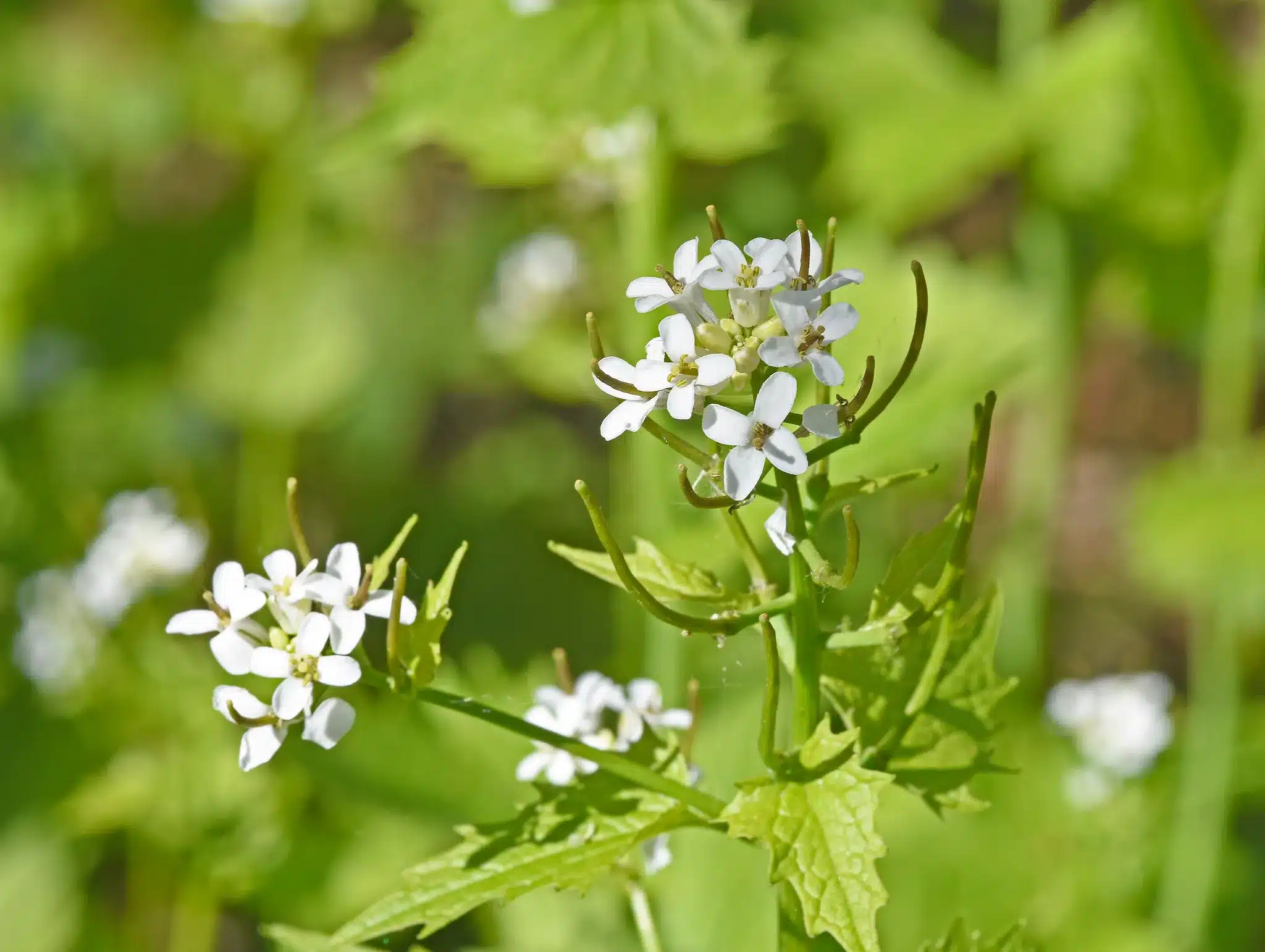 Utilisation culinaire de l'alliaire