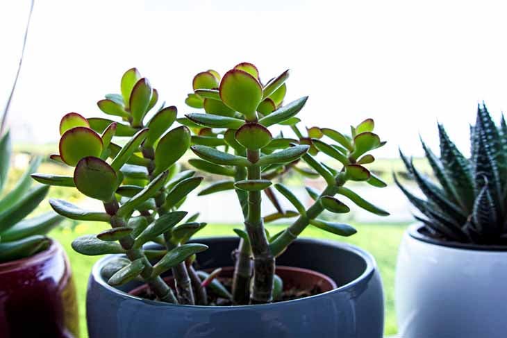 Arbre de Jade