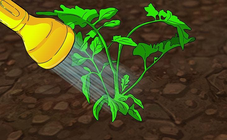 Arroser les tomates 