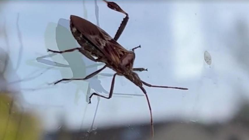 Technicien en désinsectisation