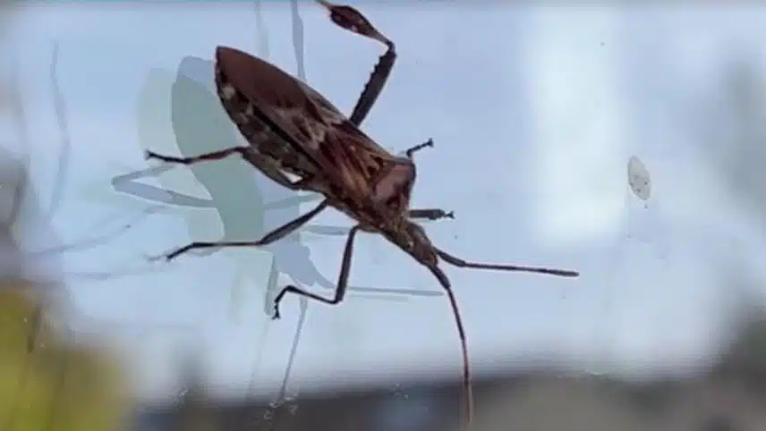 Technicien en désinsectisation