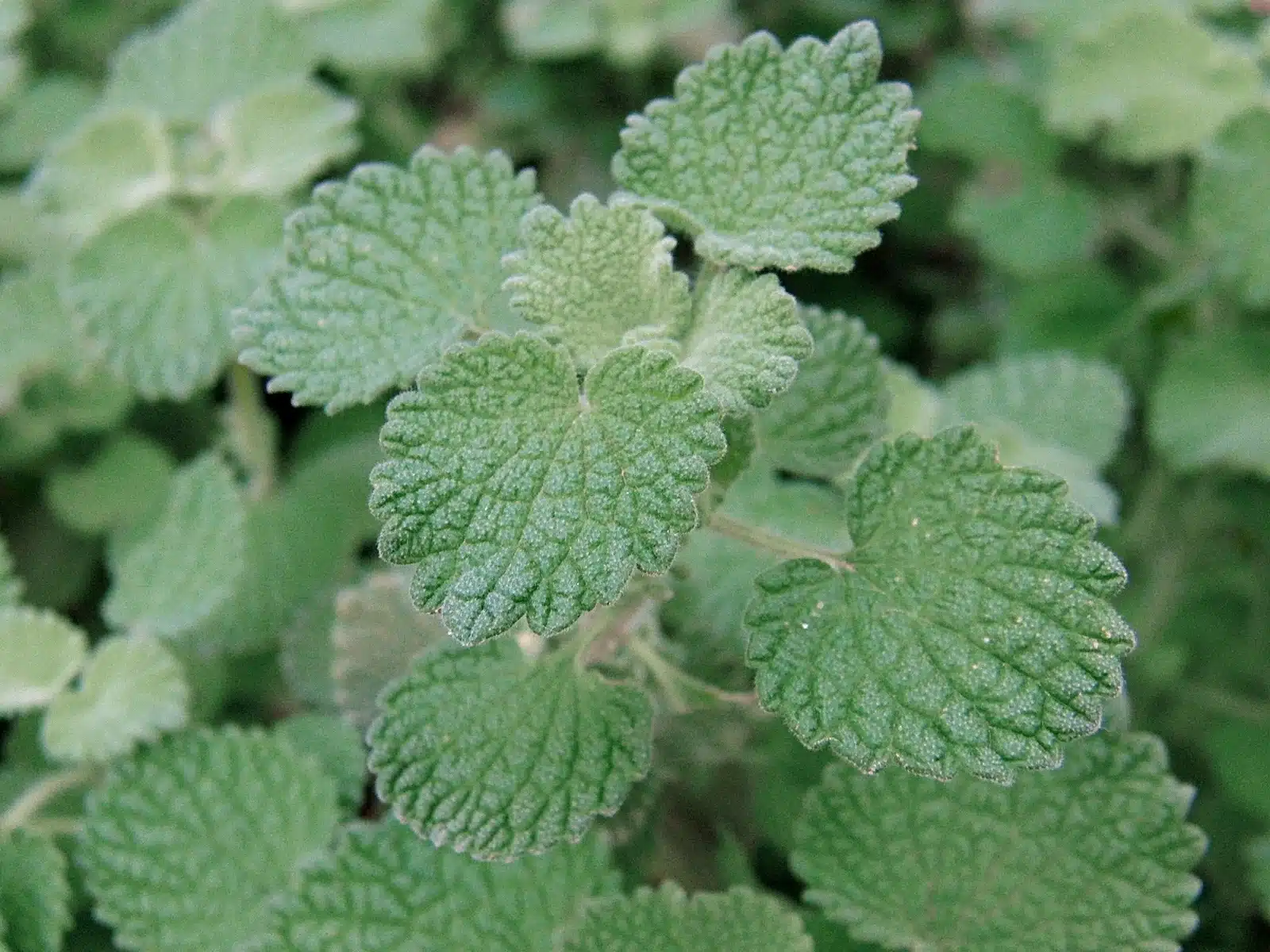 Infusion de marrube dans une tasse en terre cuite