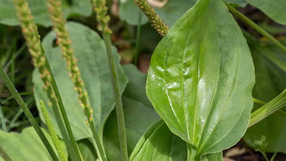 Plantain en culture