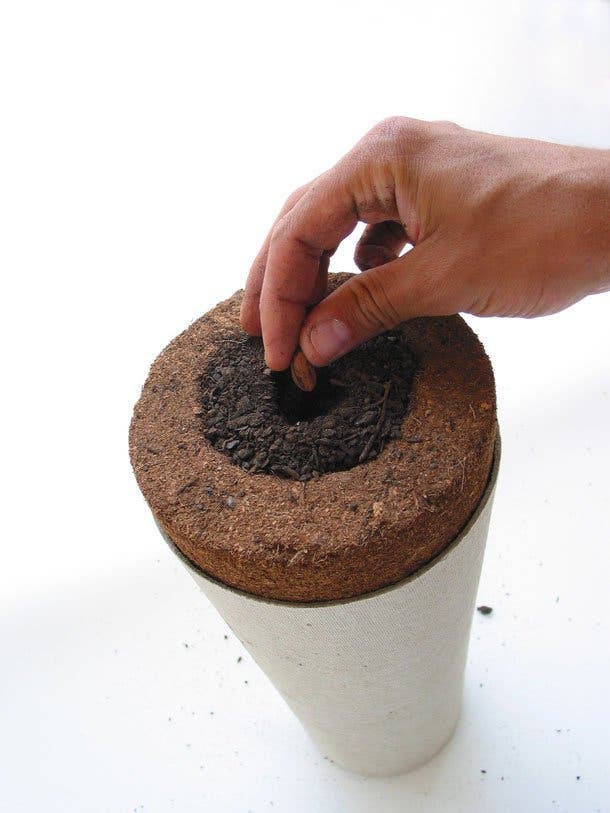 Cette urne funéraire fera de vous un arbre après votre mort