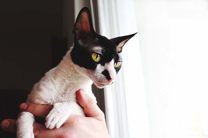Chat cornish rex 
