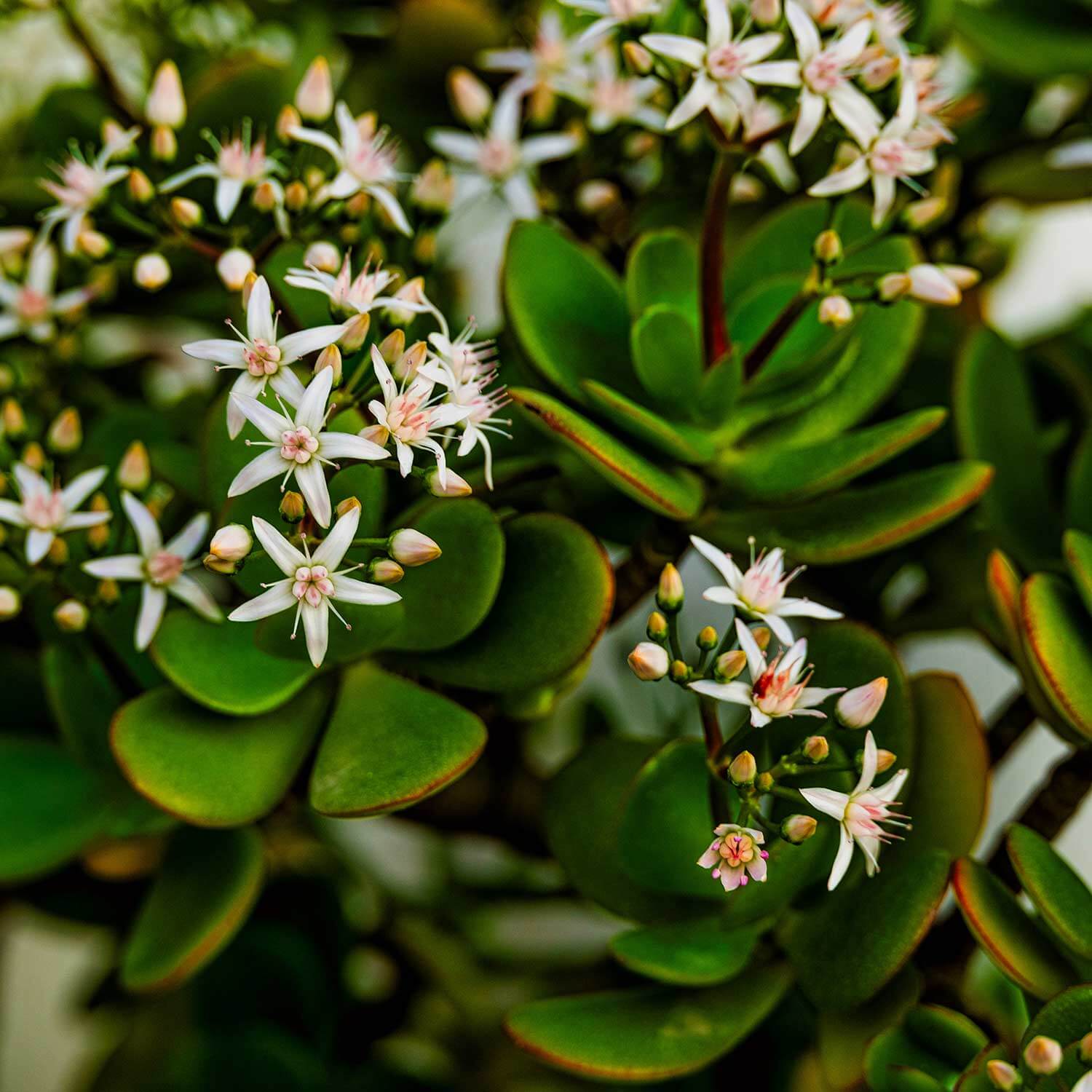Crassula ovata, ou arbre de jade, en pot avec ses feuilles charnues et brillantes