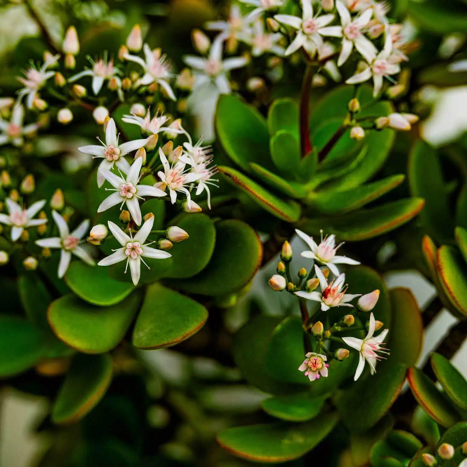 Crassula ovata, ou arbre de jade, en pot avec ses feuilles charnues et brillantes