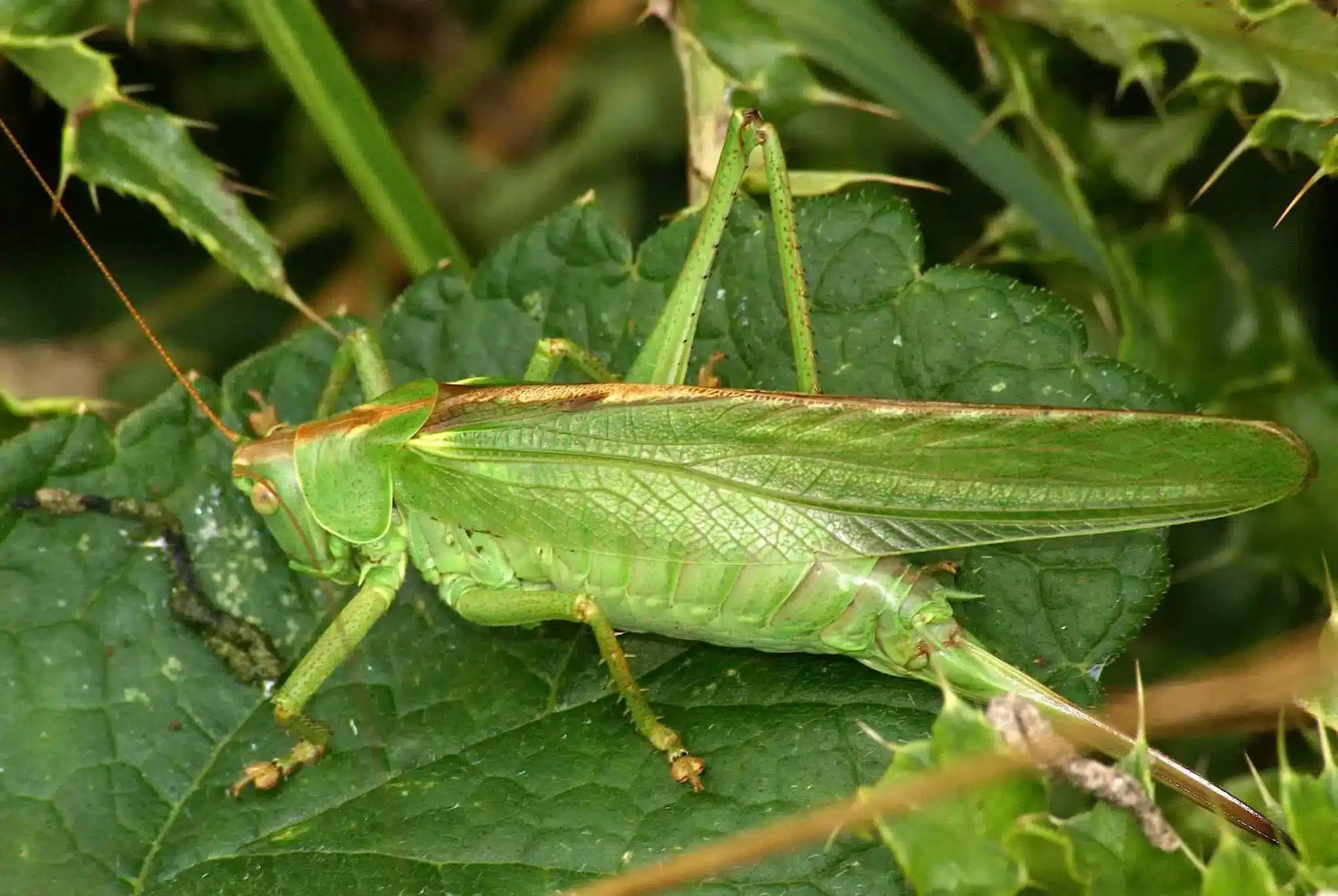 Criquet asiatique sur une tige de plante