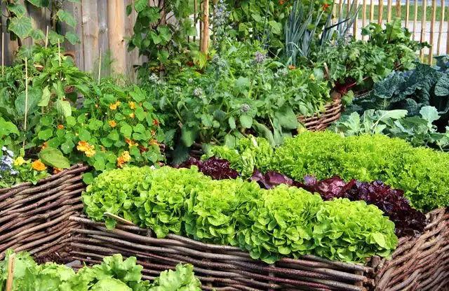 Personne pulvérisant un traitement naturel sur des plants de tomates dans un potager