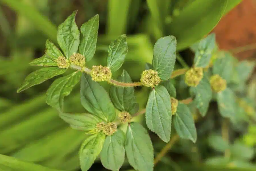 Feuilles d'Euphorbia Hirta en gros plan