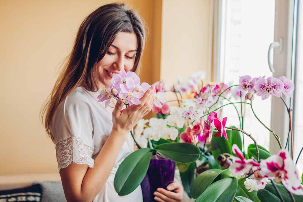 Floraison des orchidées