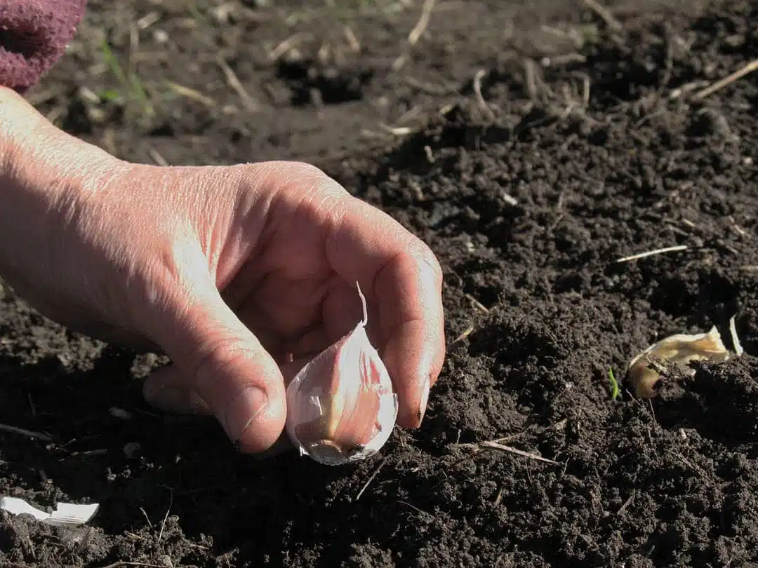 Plantation d'ail sur un rebord de fenêtre