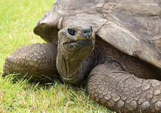 Jonathan la tortue âgée