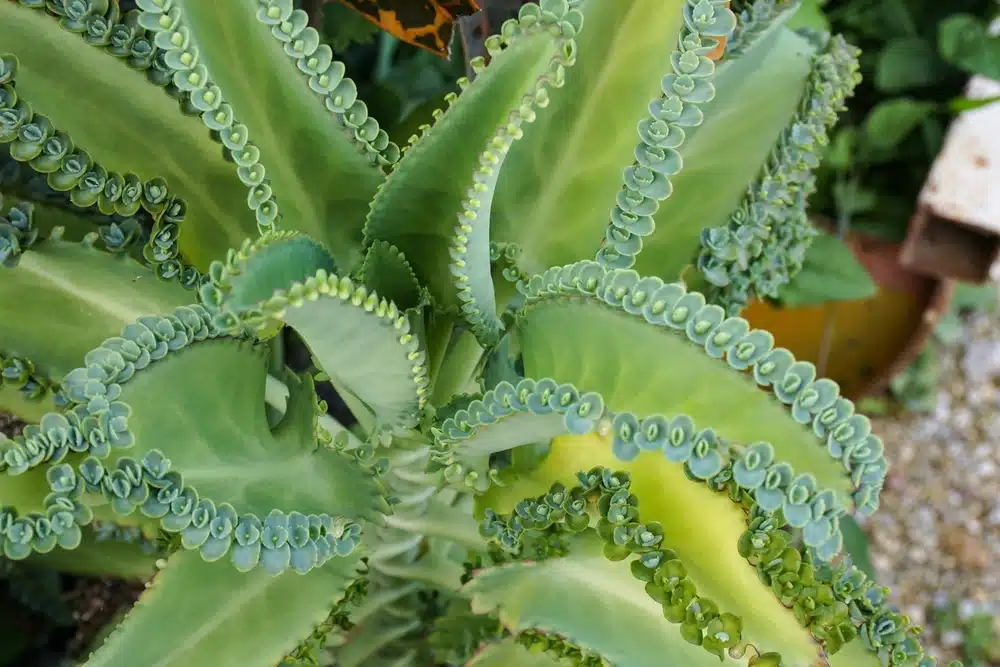 Feuilles charnues de kalanchoé