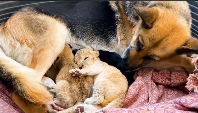 La chienne Sandra avec les deux lionceaux
