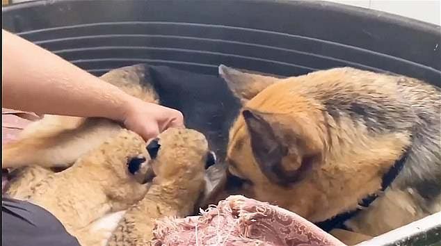 La chienne s’occupe des deux lionceaux