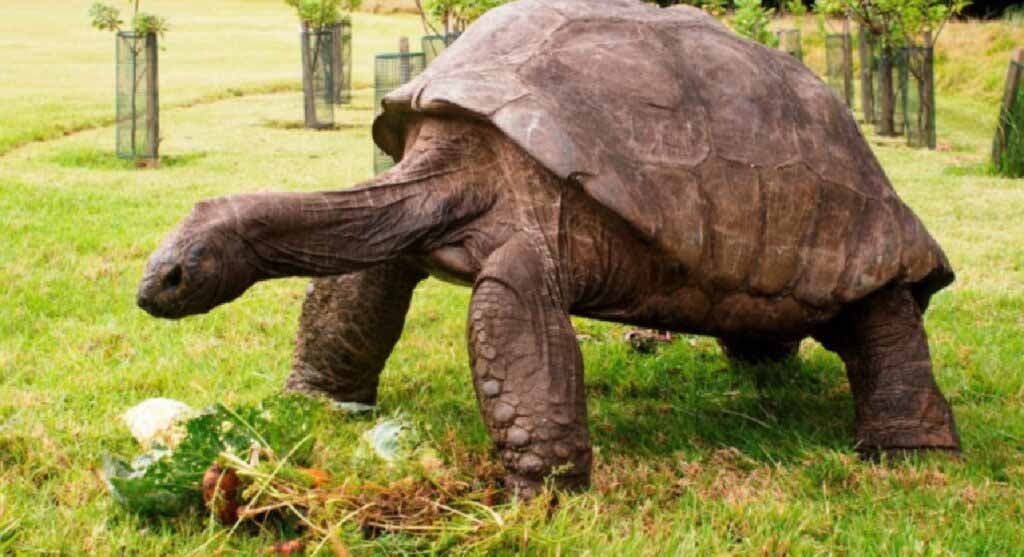 La tortue Jonathan en train de manger